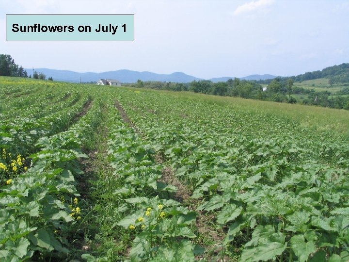 Sunflowers on July 1 