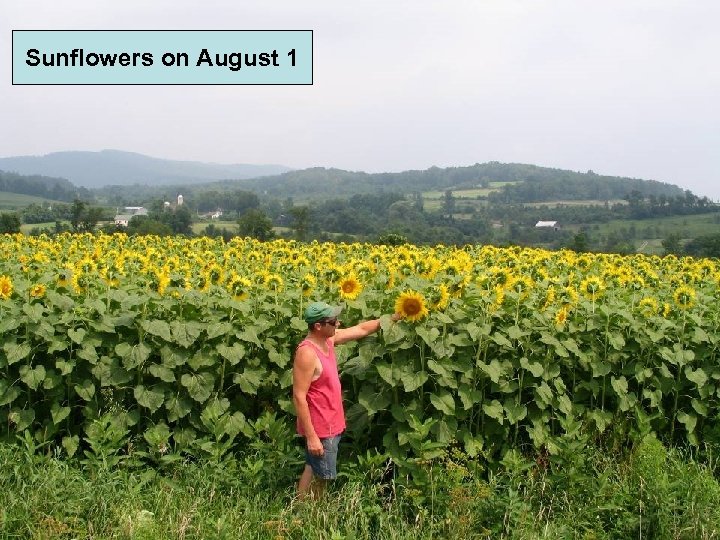 Sunflowers on August 1 