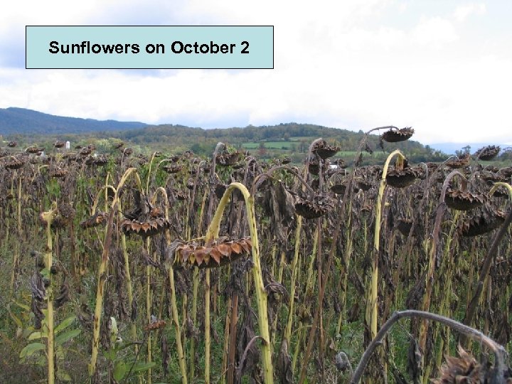 Sunflowers on October 2 