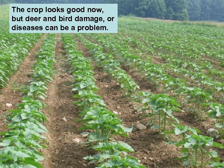 The crop looks good now, but deer and bird damage, or diseases can be