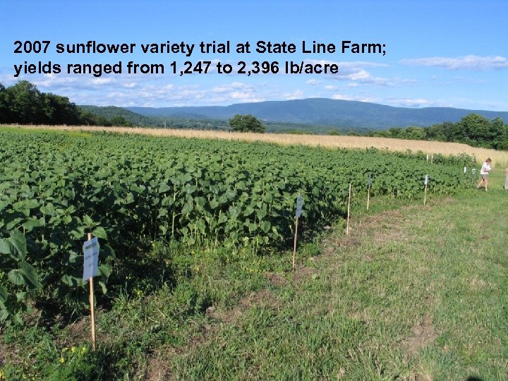 2007 sunflower variety trial at State Line Farm; yields ranged from 1, 247 to