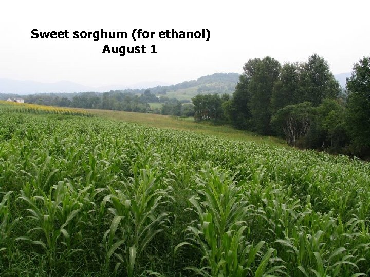 Sweet sorghum (for ethanol) August 1 