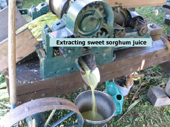 Extracting sweet sorghum juice 