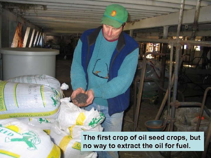 The first crop of oil seed crops, but no way to extract the oil