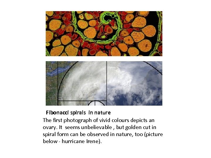Fibonacci spirals in nature The first photograph of vivid colours depicts an ovary. It
