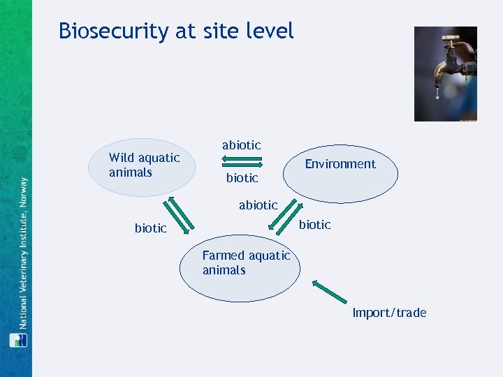 Biosecurity at site level Wild aquatic animals abiotic Environment abiotic Farmed aquatic animals Import/trade