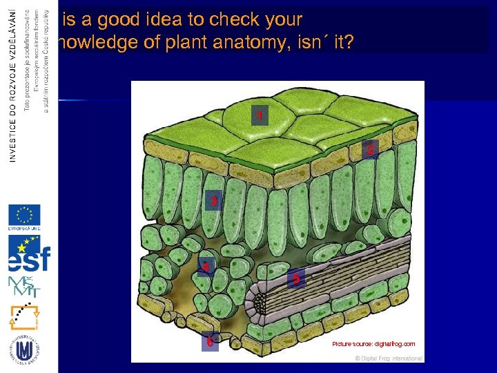 It is a good idea to check your knowledge of plant anatomy, isn´ it?