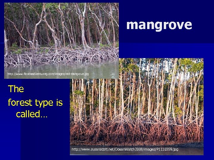 mangrove http: //www. floridaadventuring. com/images/red-mangrove. jpg The forest type is called… http: //www. susanscott.