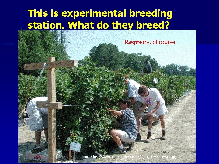 This is experimental breeding station. What do they breed? Raspberry, of course. Source: http: