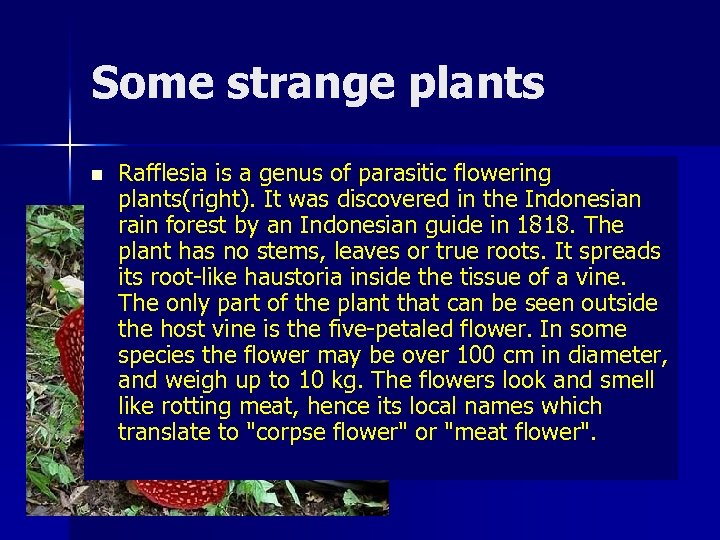 Some strange plants n Rafflesia is a genus of parasitic flowering plants(right). It was
