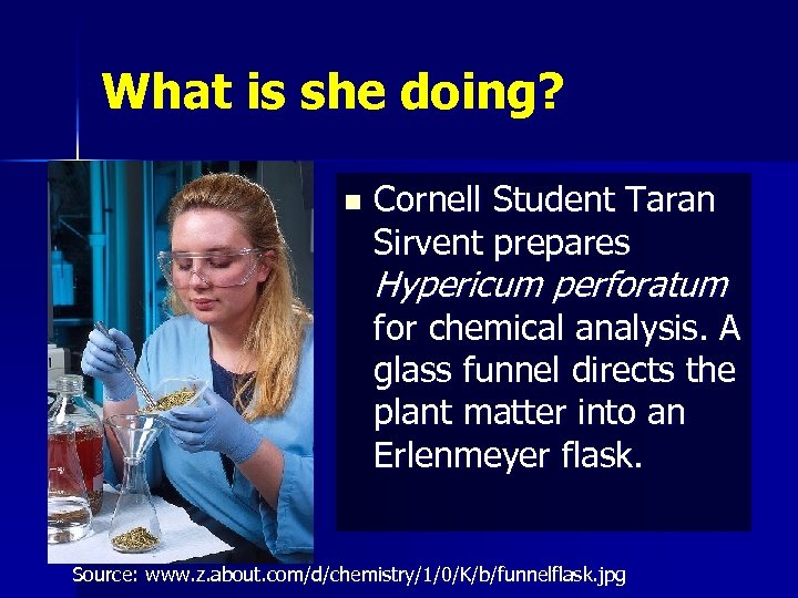 What is she doing? n Cornell Student Taran Sirvent prepares Hypericum perforatum for chemical