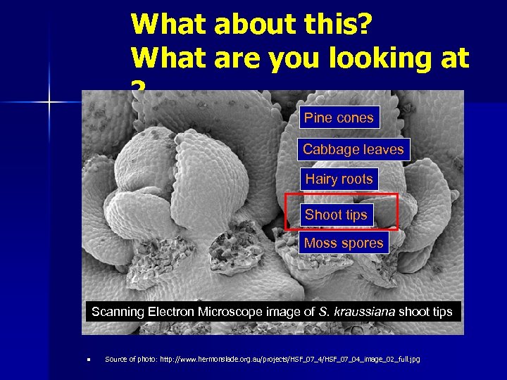 What about this? What are you looking at ? Pine cones Cabbage leaves Hairy