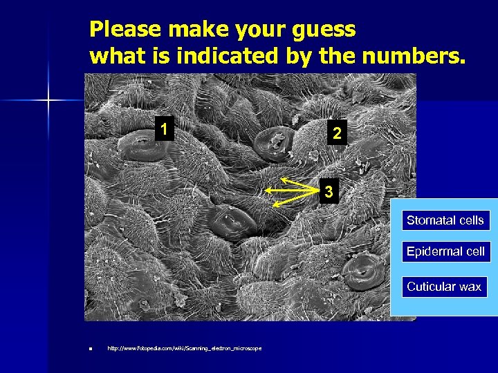 Please make your guess what is indicated by the numbers. 1 2 3 Stomatal