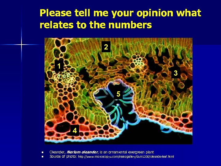 Please tell me your opinion what relates to the numbers 2 1 3 5