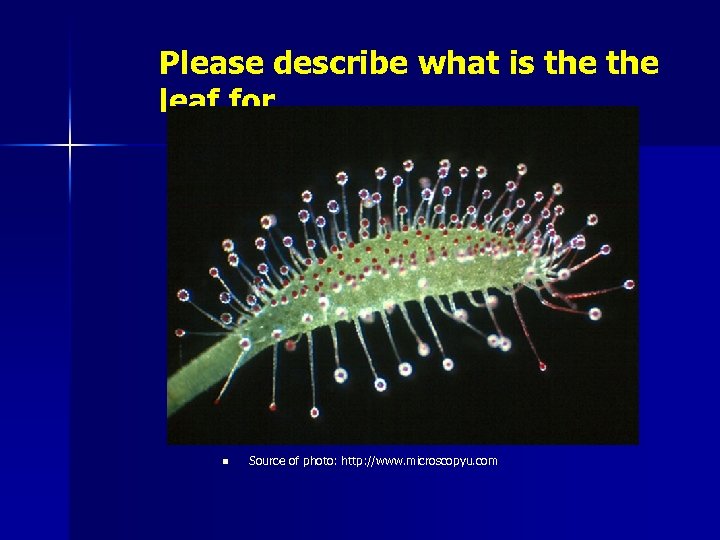 Please describe what is the leaf for. n Source of photo: http: //www. microscopyu.