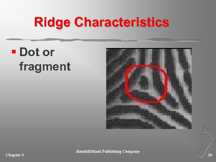 Ridge Characteristics § Dot or fragment Chapter 4 Kendall/Hunt Publishing Company 20 