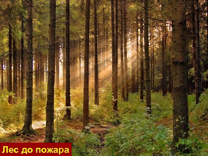 Лес до пожара 