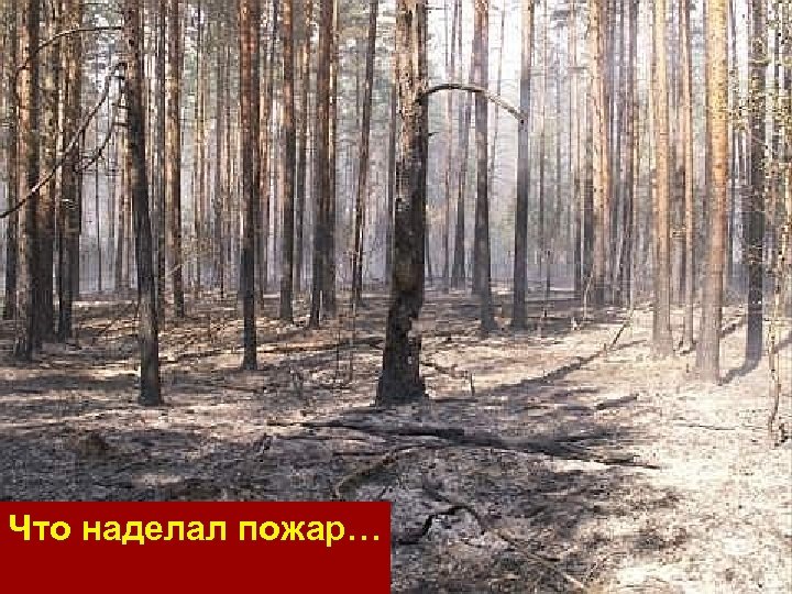 Что наделал пожар… 
