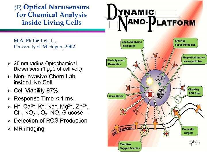 Optical Nanosensors for Chemical Analysis inside Living Cells (B) M. A. Philbert et al.