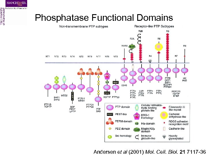 Phosphatase Functional Domains Andersen et al (2001) Mol. Cell. Biol. 21 7117 -36 