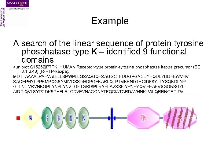 Example A search of the linear sequence of protein tyrosine phosphatase type K –