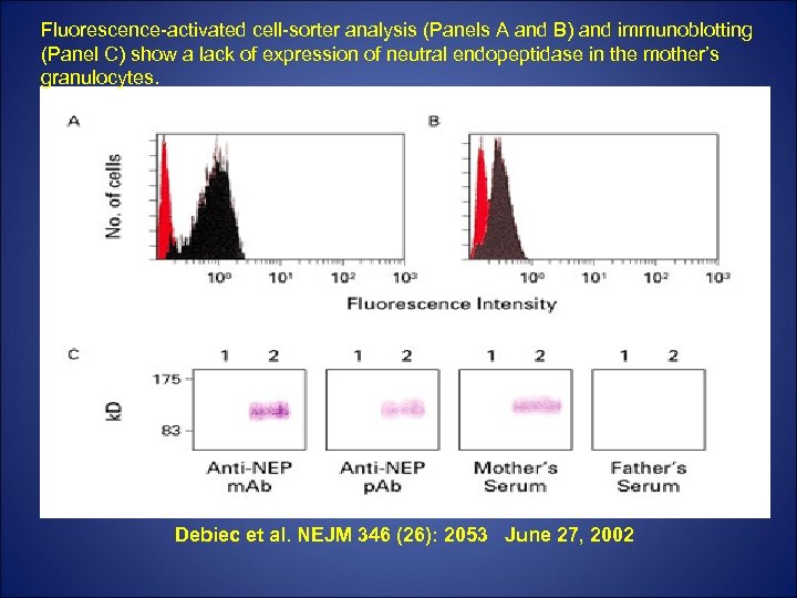 Fluorescence-activated cell-sorter analysis (Panels A and B) and immunoblotting (Panel C) show a lack
