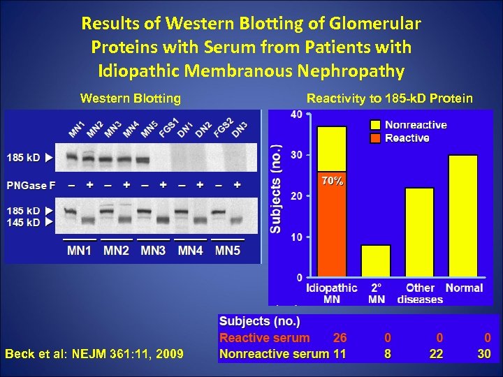 Results of Western Blotting of Glomerular Proteins with Serum from Patients with Idiopathic Membranous