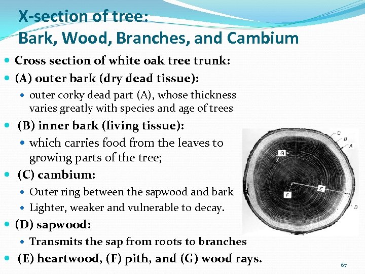 X-section of tree: Bark, Wood, Branches, and Cambium Cross section of white oak tree