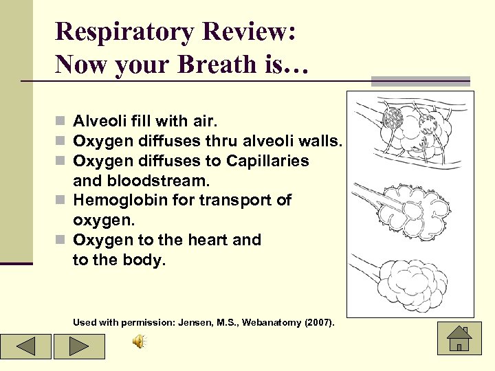 Respiratory Review: Now your Breath is… n Alveoli fill with air. n Oxygen diffuses