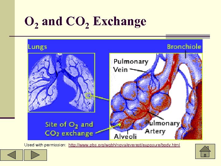 O 2 and CO 2 Exchange Used with permission: http: //www. pbs. org/wgbh/nova/everest/exposure/body. html