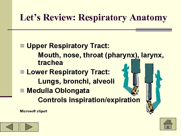 Let’s Review: Respiratory Anatomy n Upper Respiratory Tract: Mouth, nose, throat (pharynx), larynx, trachea