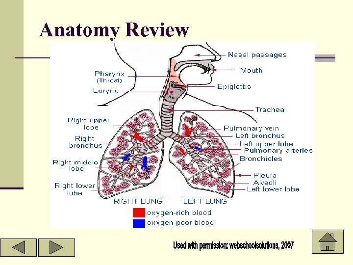 Anatomy Review 