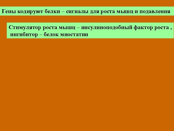 Гены кодируют белки – сигналы для роста мышц и подавления Стимулятор роста мышц –