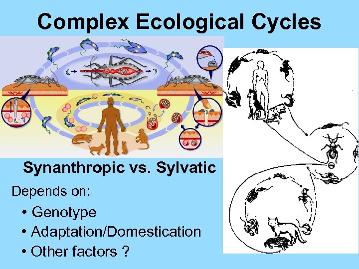 Complex Ecological Cycles Synanthropic vs. Sylvatic Depends on: • Genotype • Adaptation/Domestication • Other
