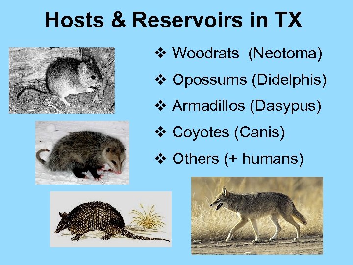 Hosts & Reservoirs in TX v Woodrats (Neotoma) v Opossums (Didelphis) v Armadillos (Dasypus)