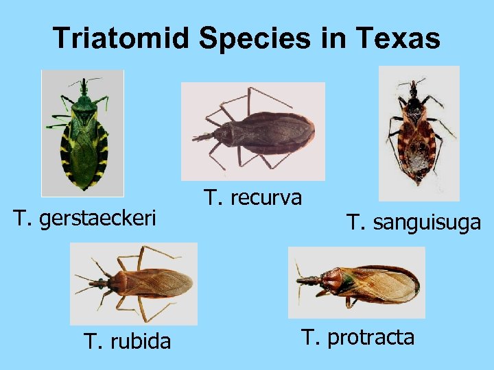 Triatomid Species in Texas T. gerstaeckeri T. rubida T. recurva T. sanguisuga T. protracta
