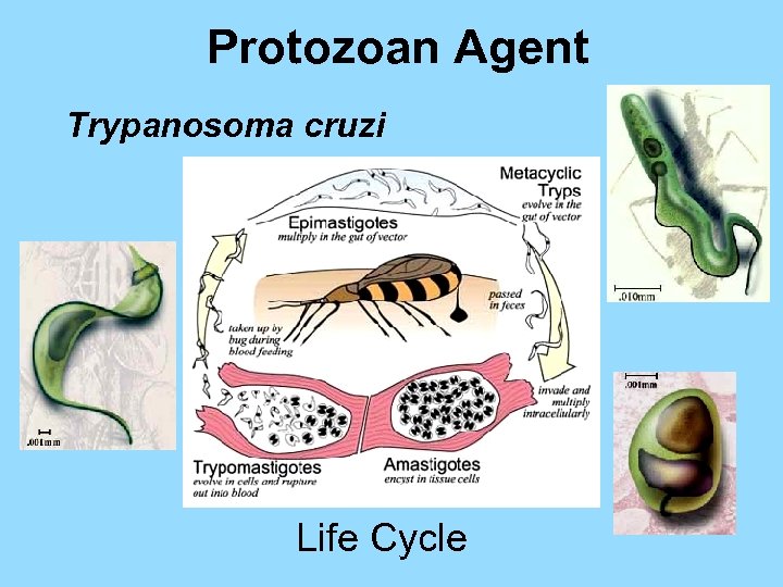 Protozoan Agent Trypanosoma cruzi Life Cycle 
