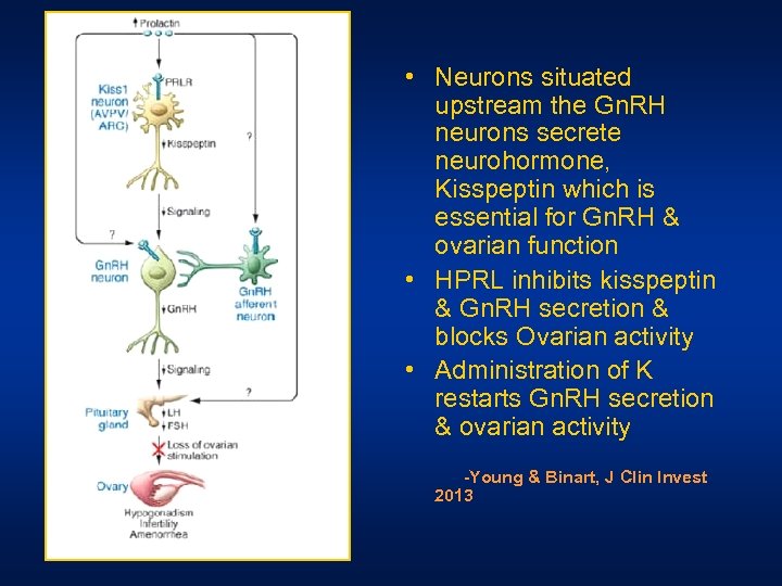  • Neurons situated upstream the Gn. RH neurons secrete neurohormone, Kisspeptin which is