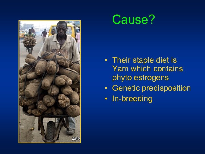  Cause? • Their staple diet is Yam which contains phyto estrogens • Genetic