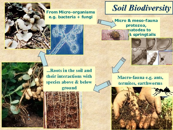 From Micro-organisms e. g. bacteria + fungi . . . Roots in the soil