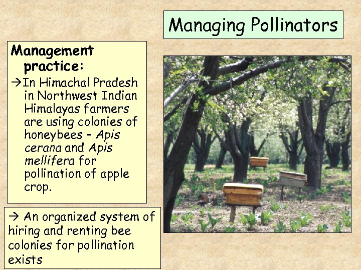 Managing Pollinators Management practice: In Himachal Pradesh in Northwest Indian Himalayas farmers are using