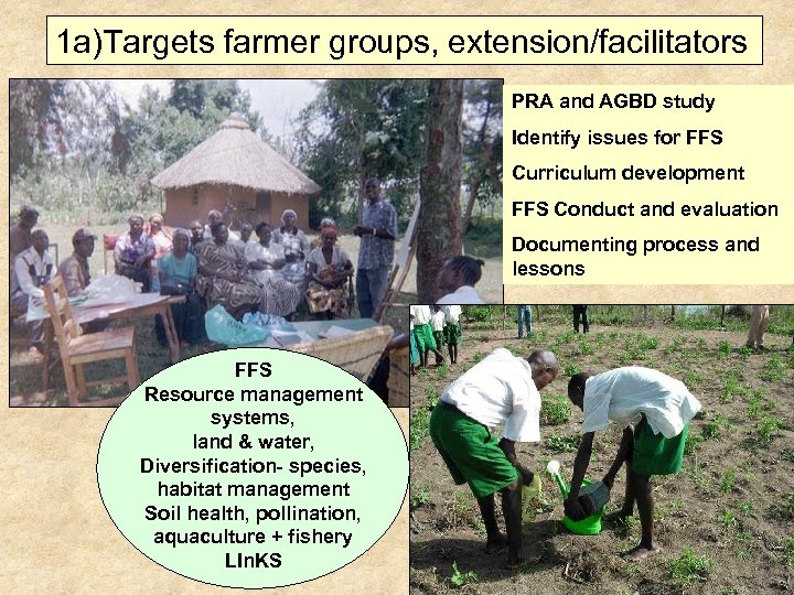 1 a)Targets farmer groups, extension/facilitators PRA and AGBD study Identify issues for FFS Curriculum