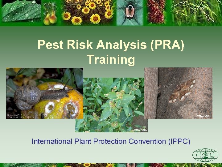 Pest Risk Analysis (PRA) Training CFIA-ACIA International Plant Protection Convention (IPPC) 1 