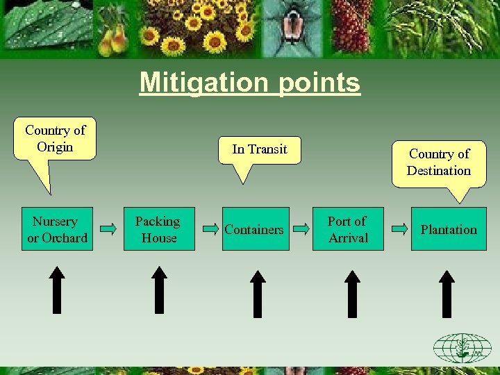 Mitigation points Country of Origin Nursery or Orchard In Transit Packing House Containers Country