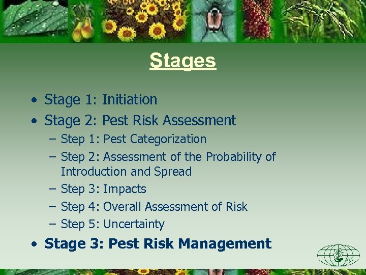 Stages • Stage 1: Initiation • Stage 2: Pest Risk Assessment – Step 1: