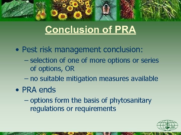 Conclusion of PRA • Pest risk management conclusion: – selection of one of more