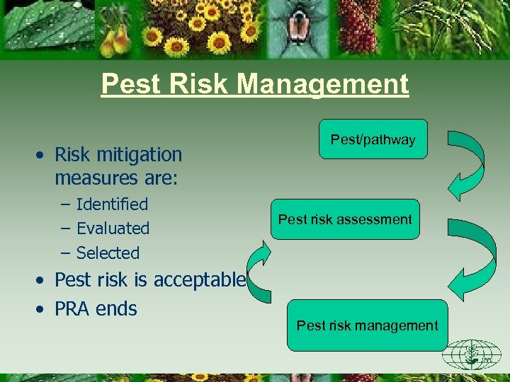 Pest Risk Management • Risk mitigation measures are: – Identified – Evaluated – Selected