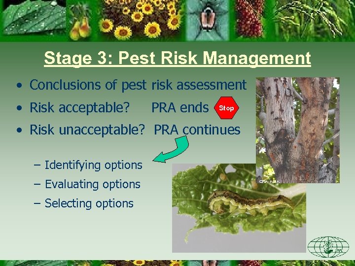 Stage 3: Pest Risk Management • Conclusions of pest risk assessment • Risk acceptable?