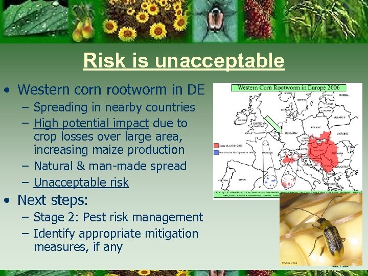 Risk is unacceptable • Western corn rootworm in DE – Spreading in nearby countries