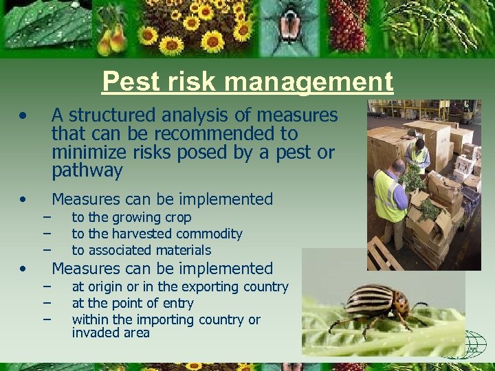 Pest risk management • A structured analysis of measures that can be recommended to